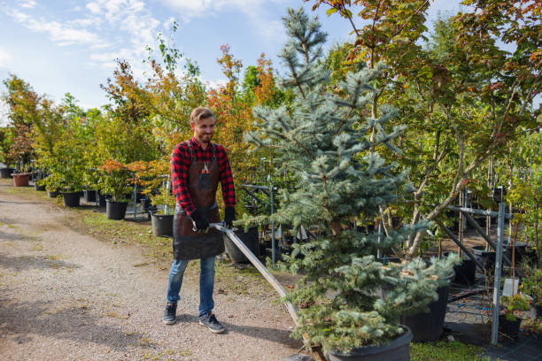 Tree Health Inspection